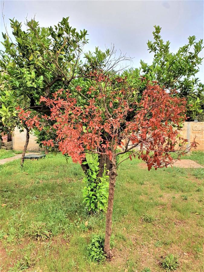 Villa Nel Salento - Ampie Camere E Giardino, Fino A 9 Persone Barbarano del Capo Екстер'єр фото